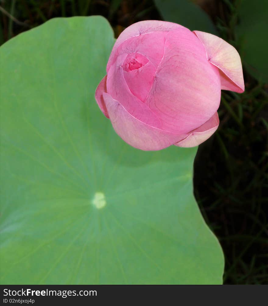 Lotus Flower Bud In Top View