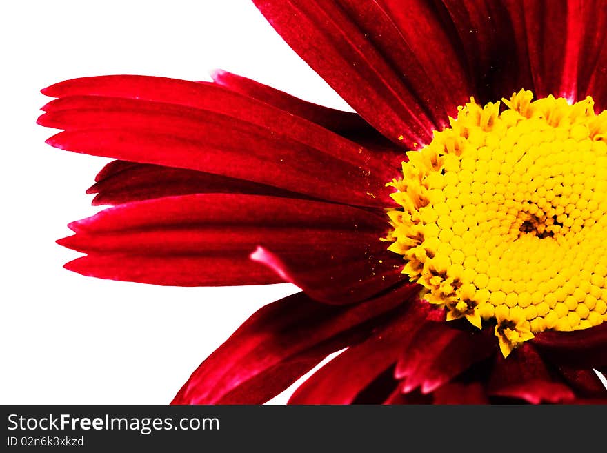 The hybrid kind, created by the man, of a camomile, with red petals. The hybrid kind, created by the man, of a camomile, with red petals