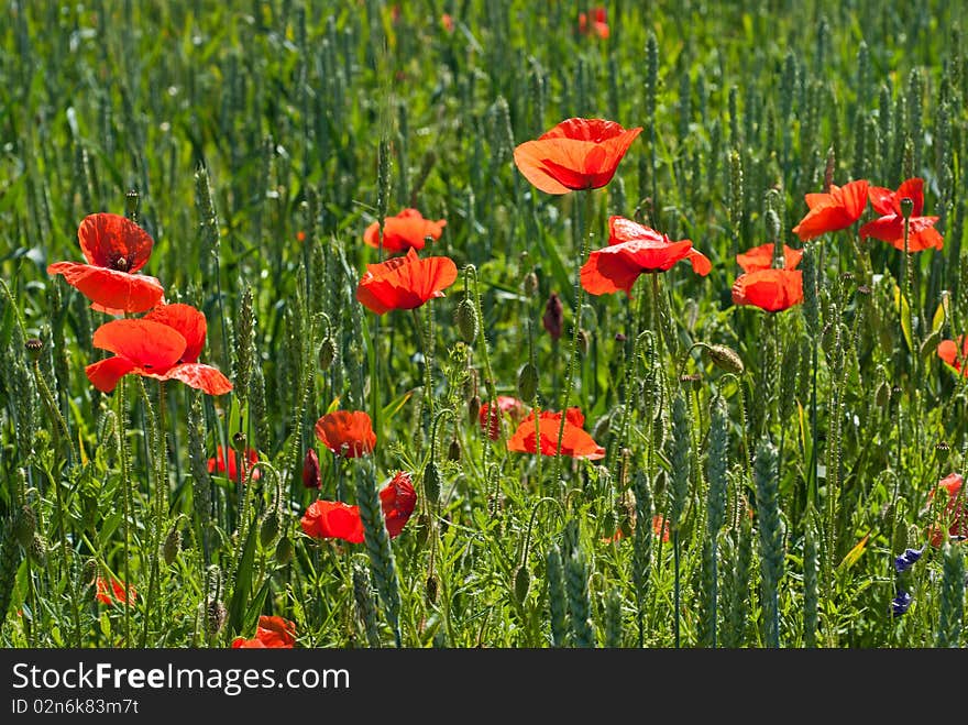 Poppy on field of green wheat