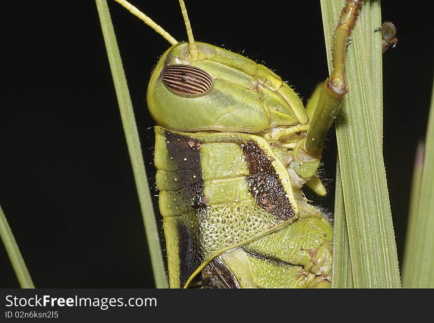 A grasshopper sitting on grass