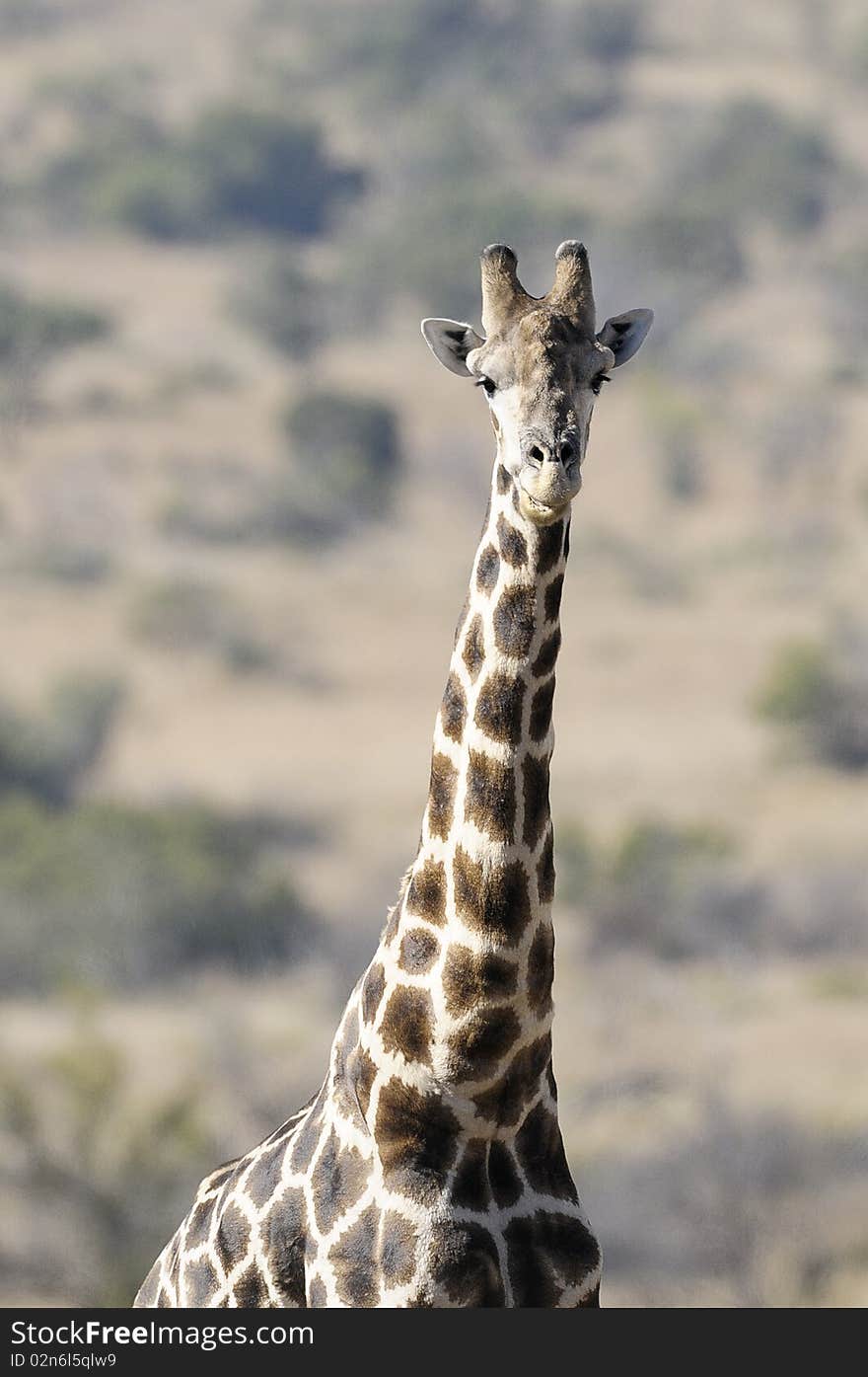 Giraffe walking in the wild