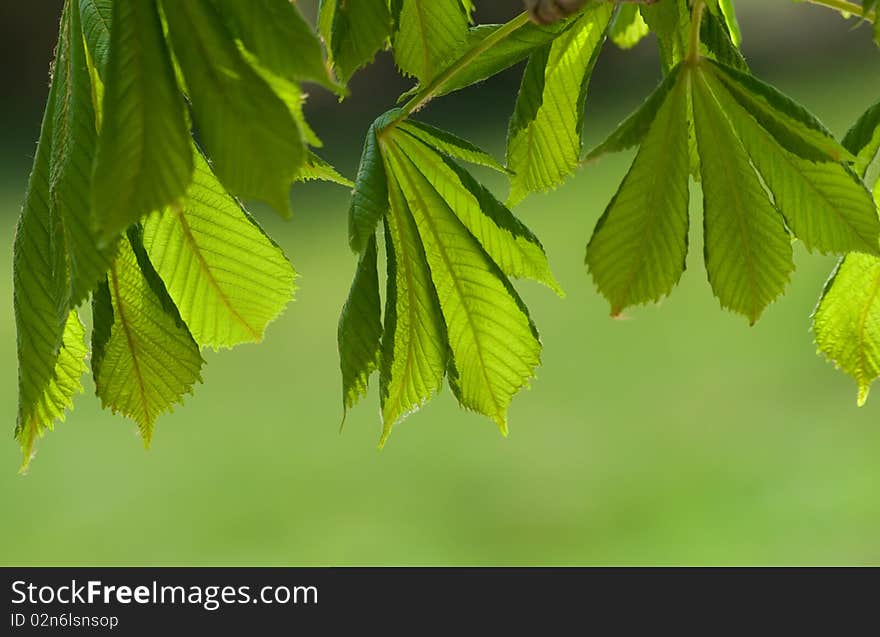 Fresh spring chestnut leaves on the tree