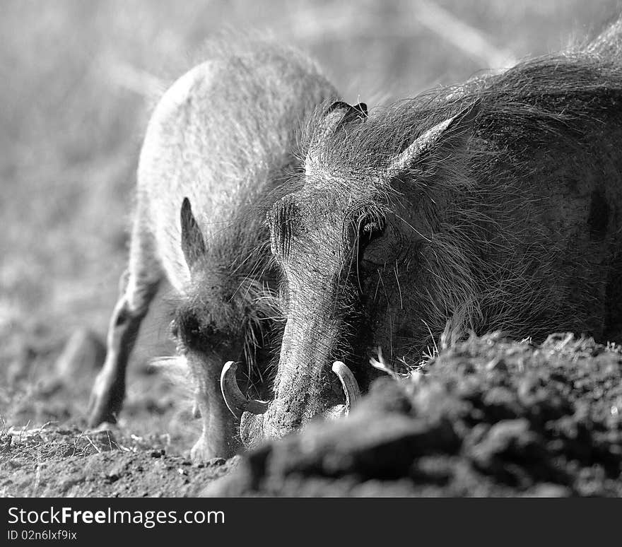 Two warthogs in black and white