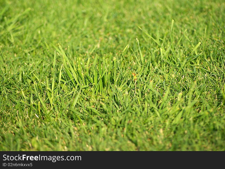 Field of fresh green grass