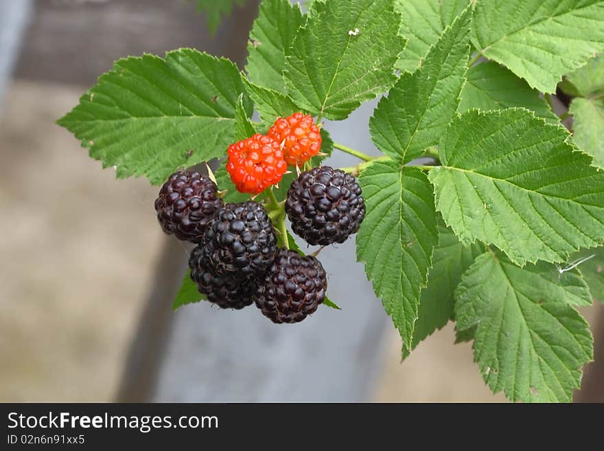 Blackberry fruits on a background of green leaves