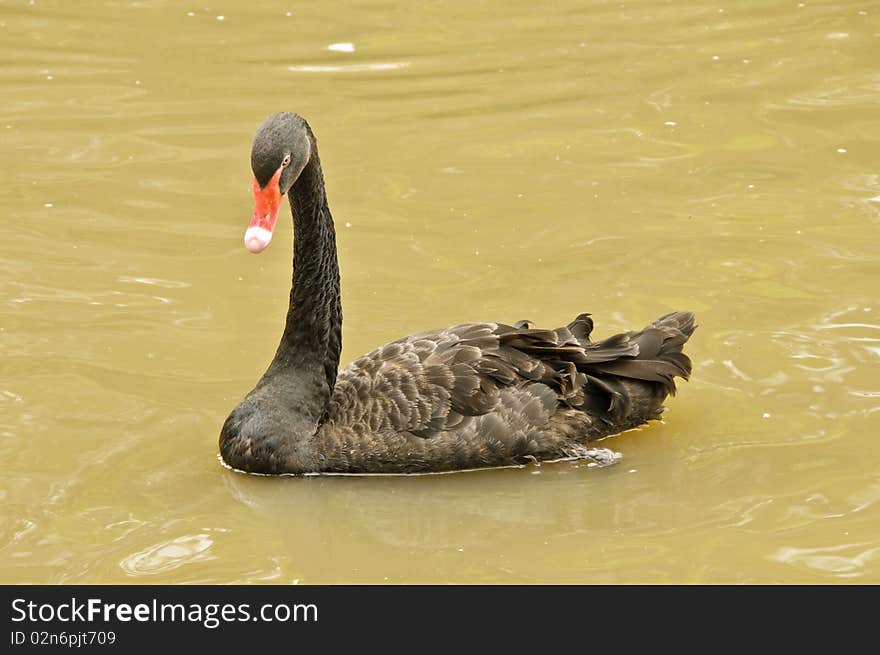 Black Swan or Cygnus atratus is swimming in a pond.