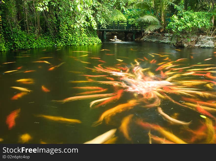 Carps or Cyprinus carpio in a pond. Carps or Cyprinus carpio in a pond