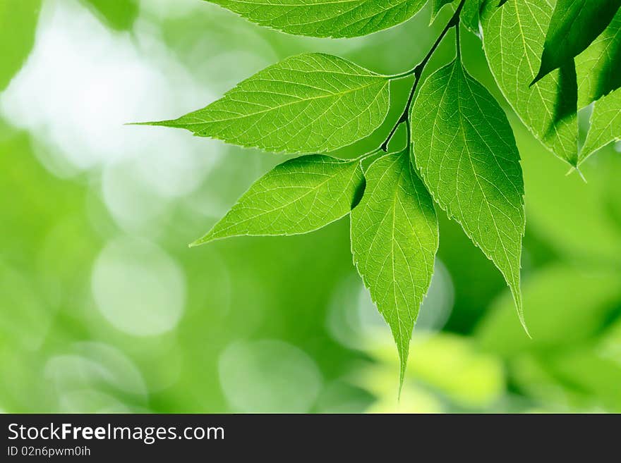 Green leaves in city park in the spring afternoon