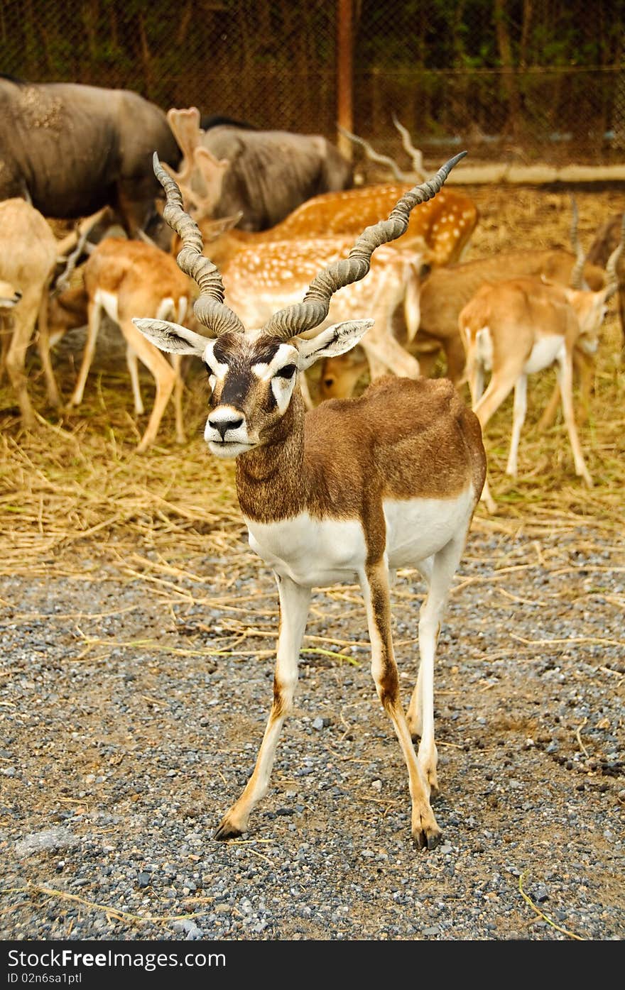 Blackbuck or Antilope cervicapra at Safari world, Thailand.