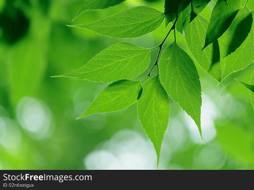 Green leaves in city park in the spring afternoon