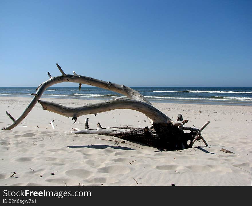 Dried tree trunk on the beach