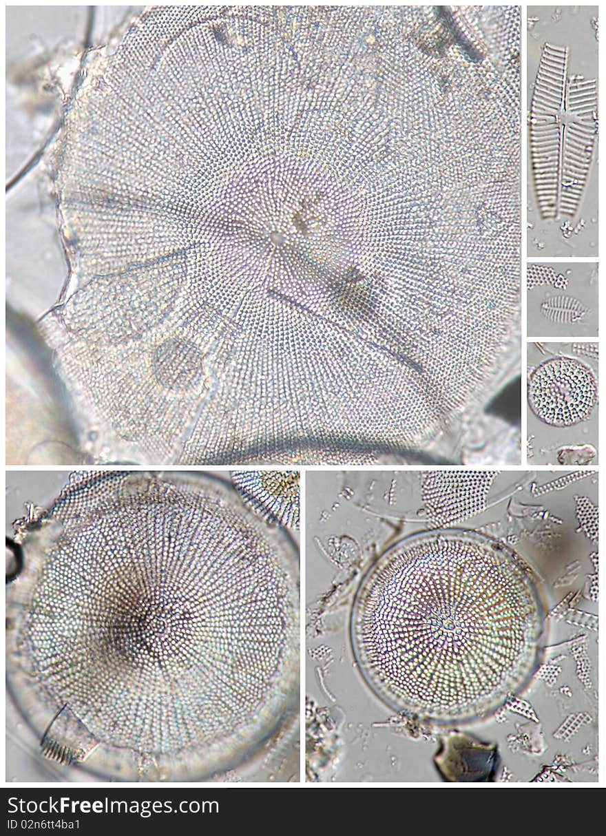 Fossil diatoms from Baikal Lake captured by optical microscopy (1000x magnified). Top line has 120 micrometers. Fossil diatoms from Baikal Lake captured by optical microscopy (1000x magnified). Top line has 120 micrometers.