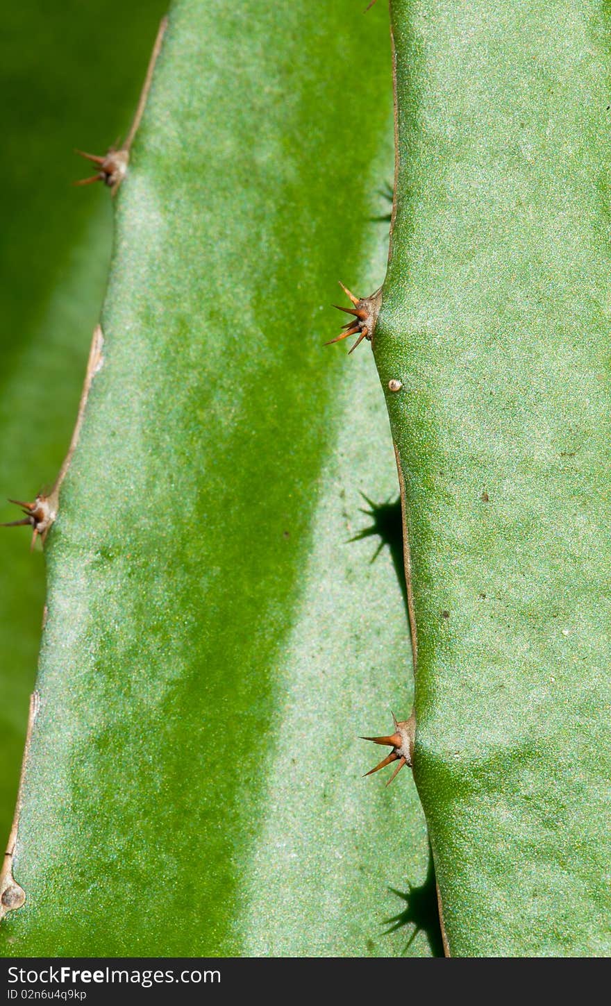 Dragon Fruit Plant Closeup