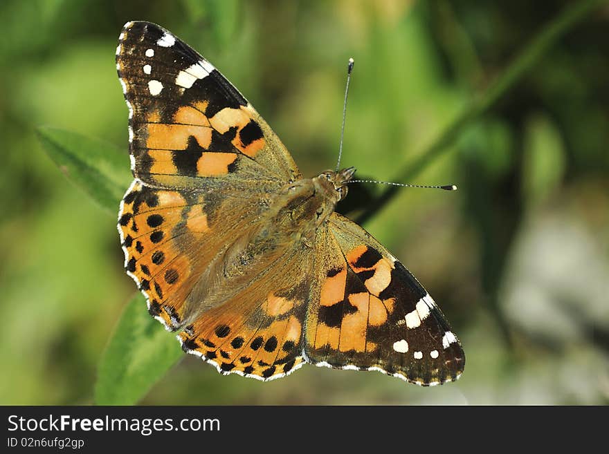 Butterfly, on the green, vanessa atalanta