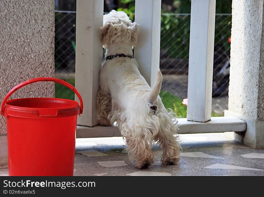 Small Westie dog looking out for his master. Small Westie dog looking out for his master