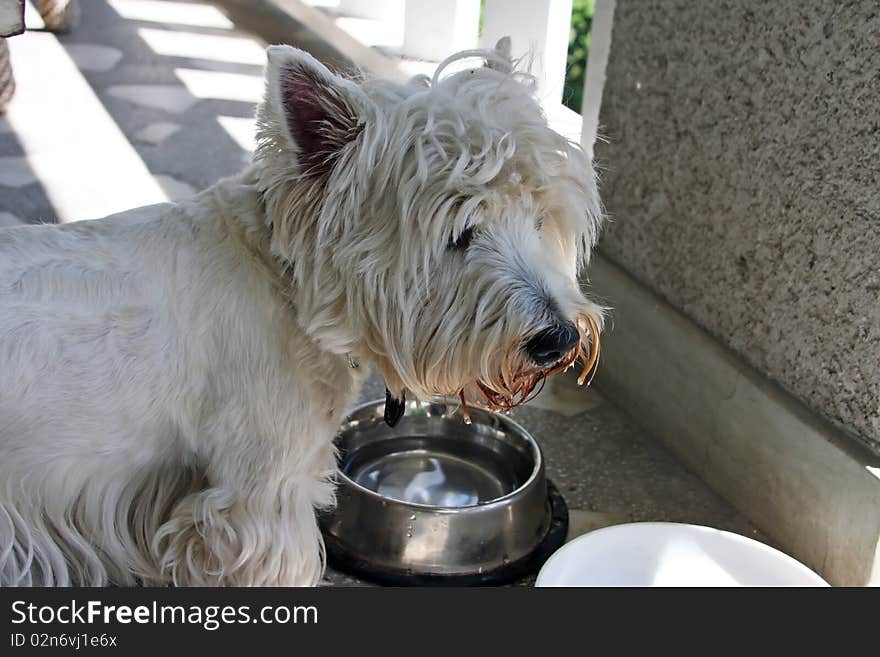 Westie drinking water