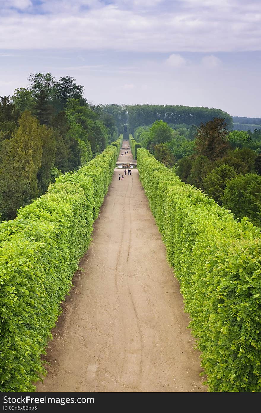 Line of sculpted trees along the path in Versailles gardens, France.