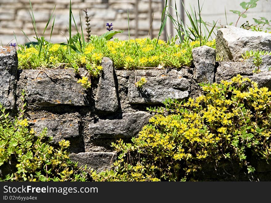 A small city rock garden in the back yard of a home.