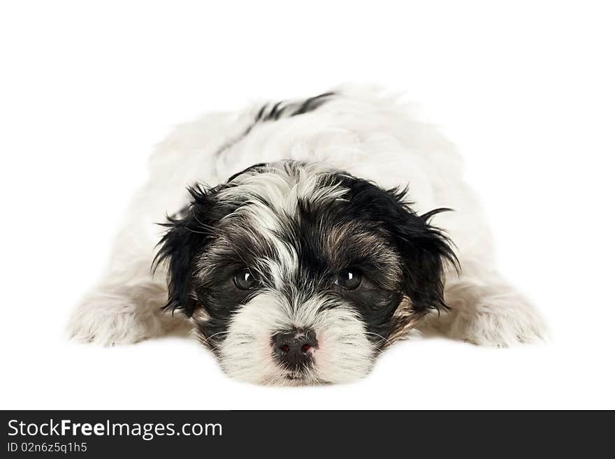 Terrier puppy lying down in front of white background.