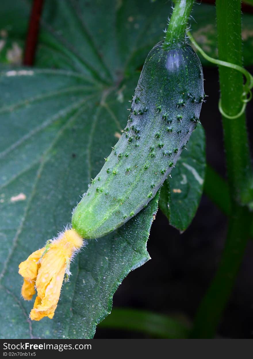 Flourishing green cucumber