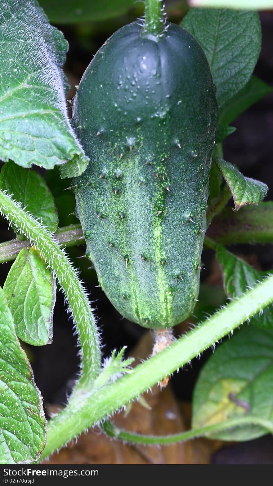 Flourishing Green Cucumber