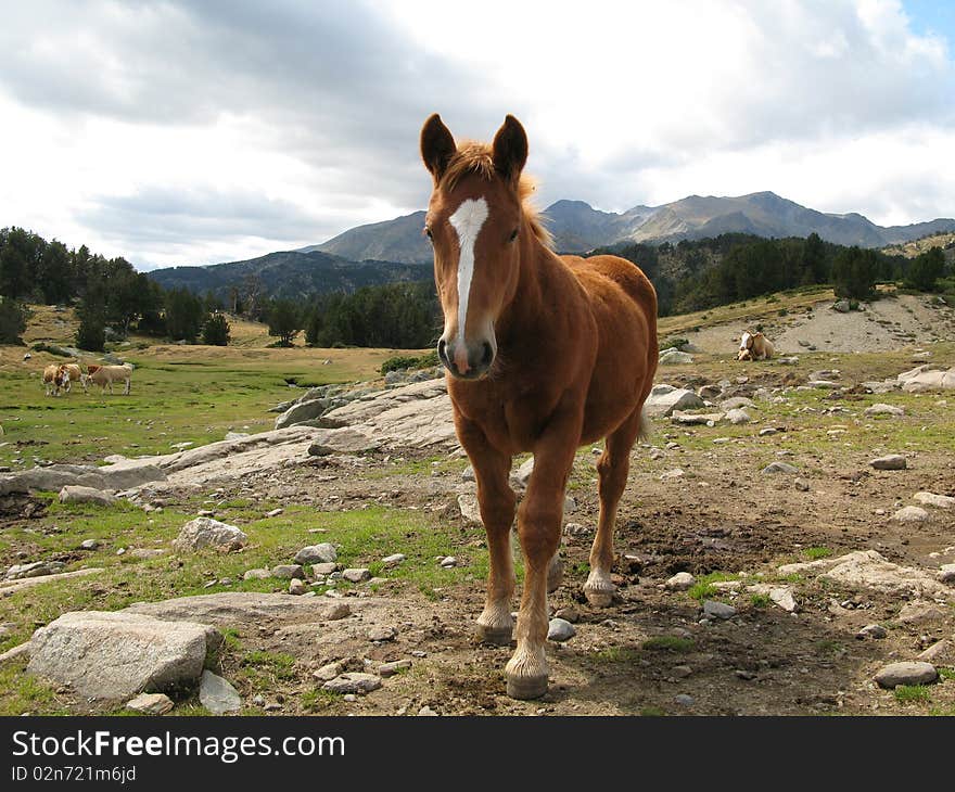 Nature reserve of the balmeta, in the Catalan country, in region Pyrénées Orientales, France. Nature reserve of the balmeta, in the Catalan country, in region Pyrénées Orientales, France