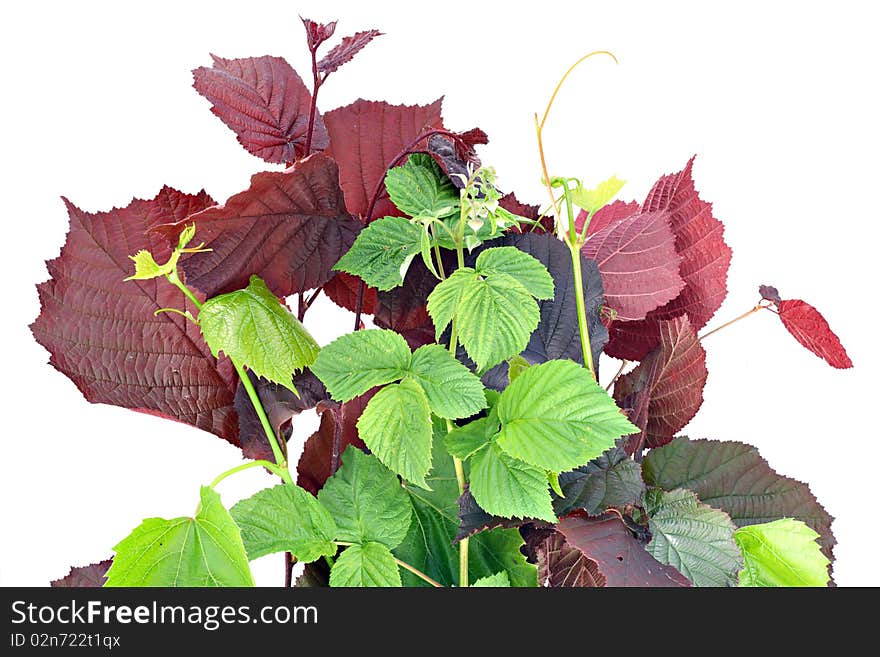 Young branches of a raspberry, grapes, red bush nut. Isolated on white. Young branches of a raspberry, grapes, red bush nut. Isolated on white.