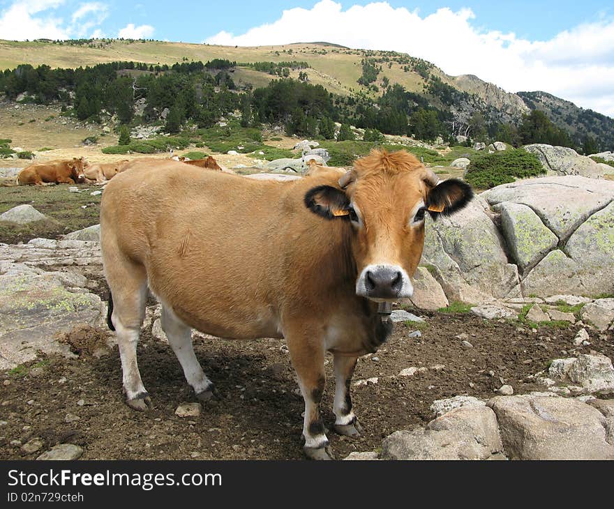 Nature reserve of the balmeta, in the Catalan country, in region Pyrénées Orientales, France. Nature reserve of the balmeta, in the Catalan country, in region Pyrénées Orientales, France