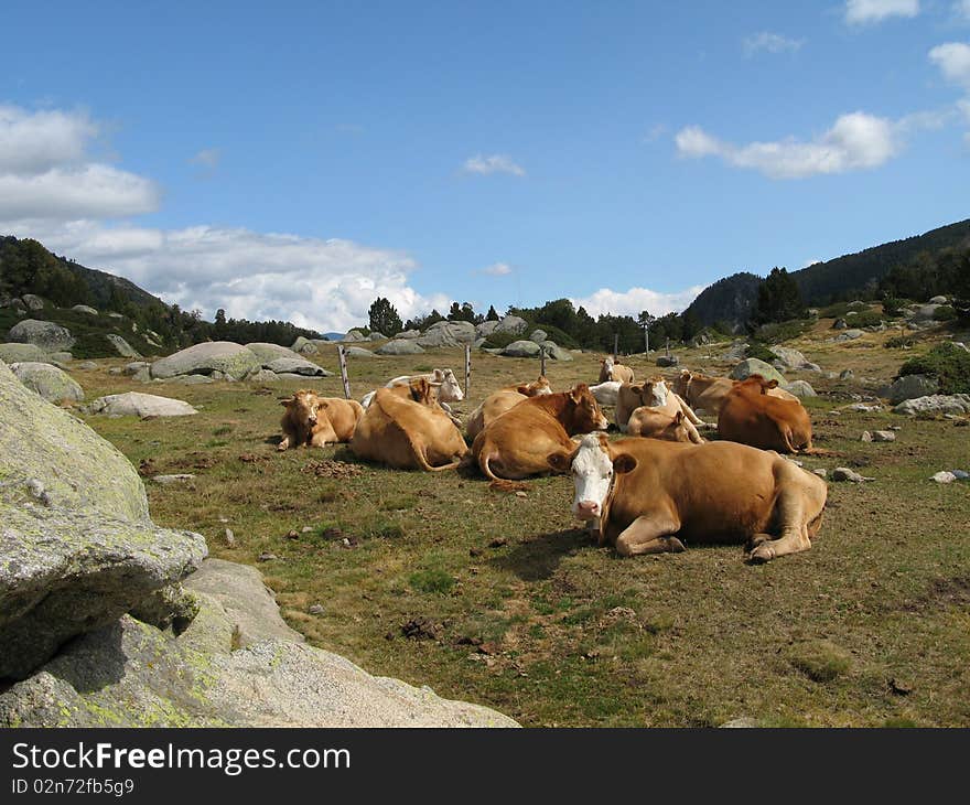 Nature reserve of the balmeta, in the Catalan country, in region Pyrénées Orientales, France. Nature reserve of the balmeta, in the Catalan country, in region Pyrénées Orientales, France