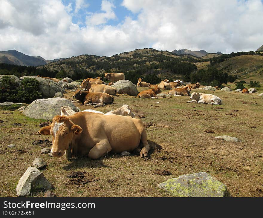 Nature reserve of the balmeta, in the Catalan country, in region Pyrénées Orientales, France. Nature reserve of the balmeta, in the Catalan country, in region Pyrénées Orientales, France