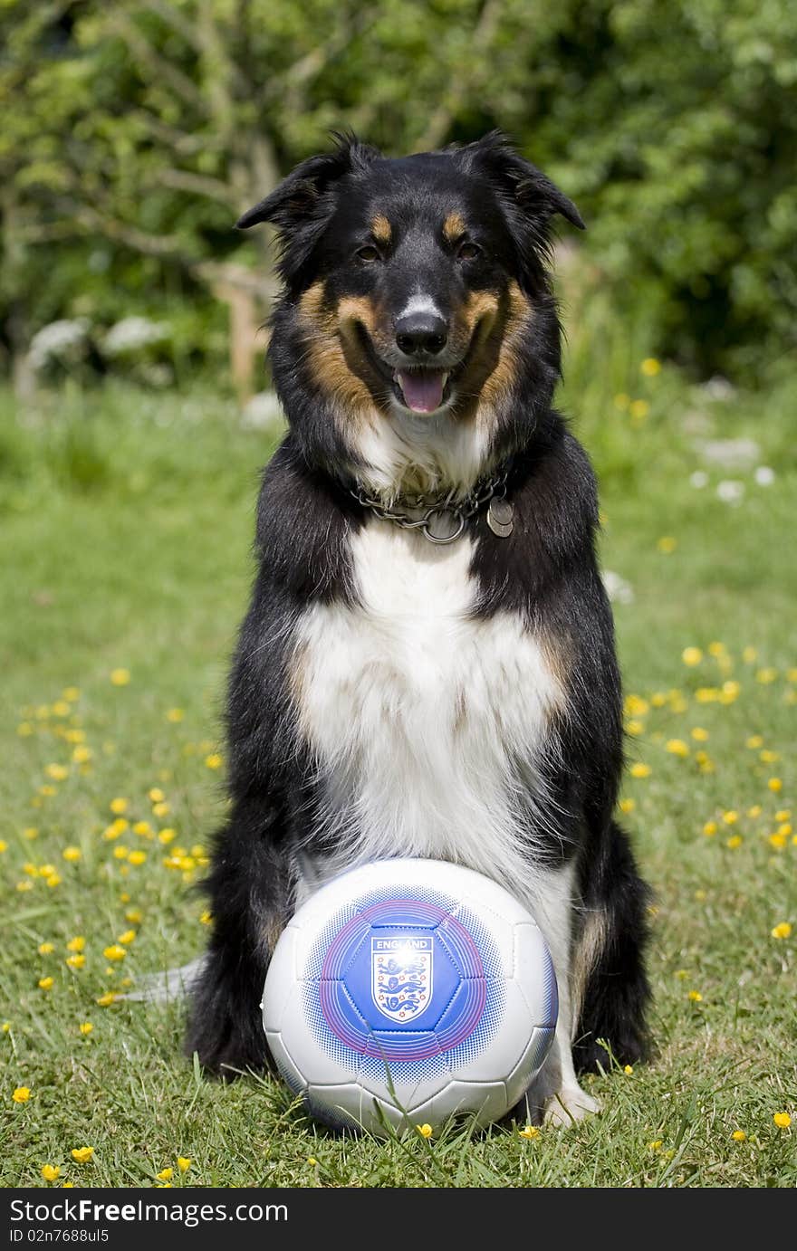 Border Collie Single Adult Male sitting with England football. Border Collie Single Adult Male sitting with England football