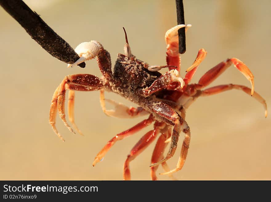 Thai crab groundless on two sticks.