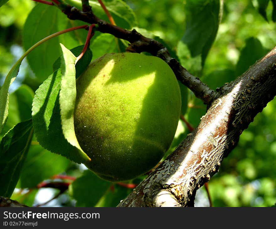 Detail photo texture of apricot tree background