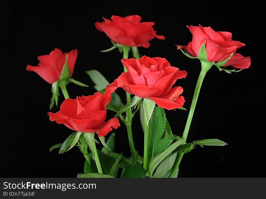 Red roses on the black background