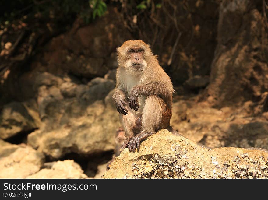 Monkey sitting on stone.