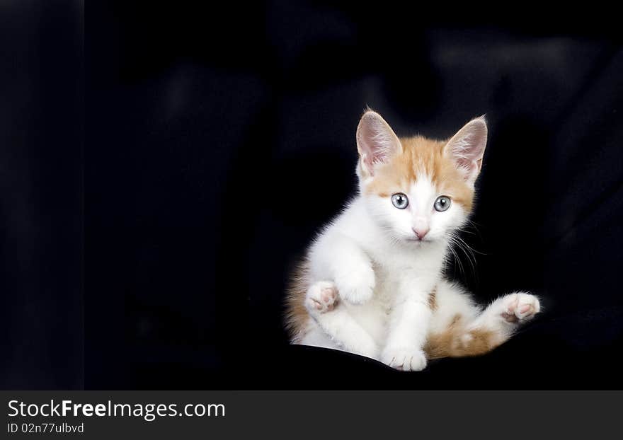 Cute Ginger And White Kitten