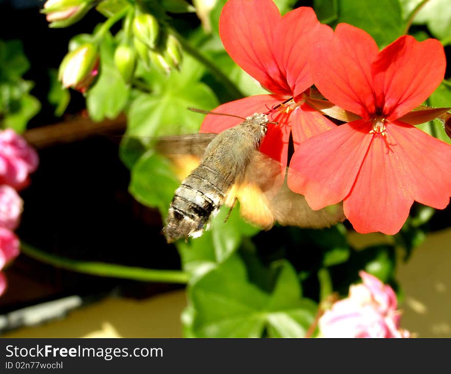 Detail photo of the acherontia background. Detail photo of the acherontia background