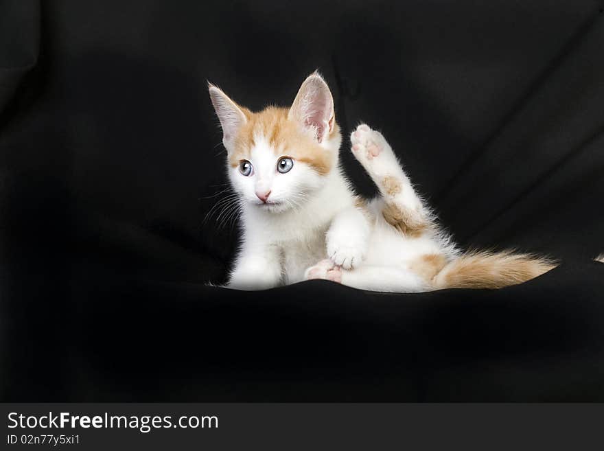 Cute ginger and white kitten