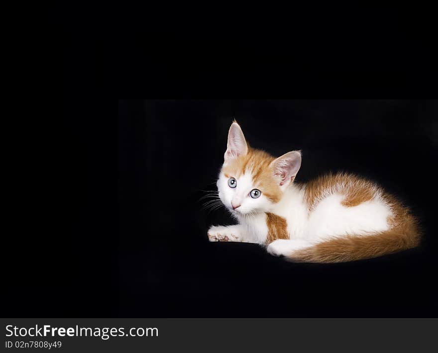 Cute Ginger And White Kitten