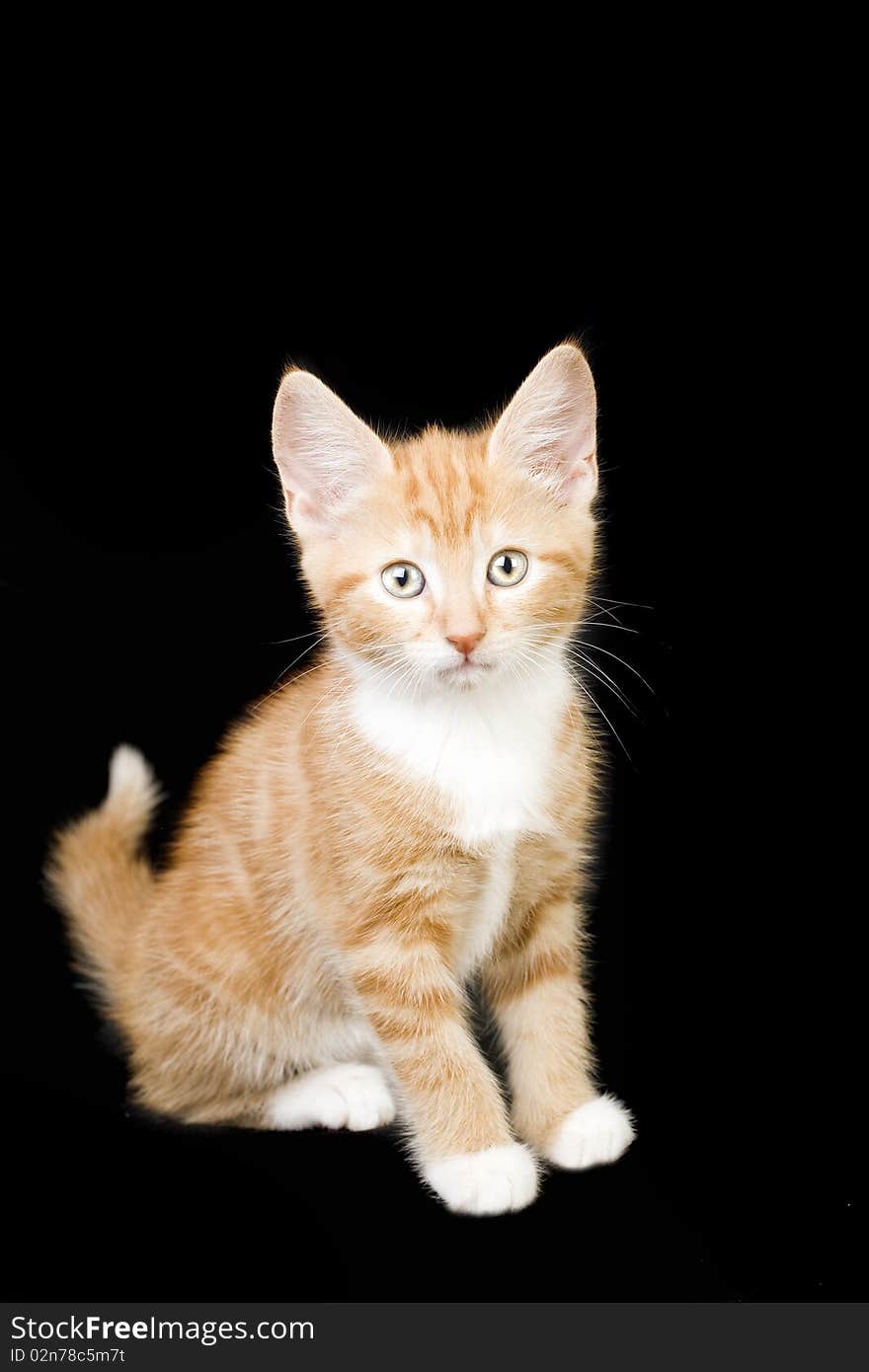 Cute ginger and white kitten