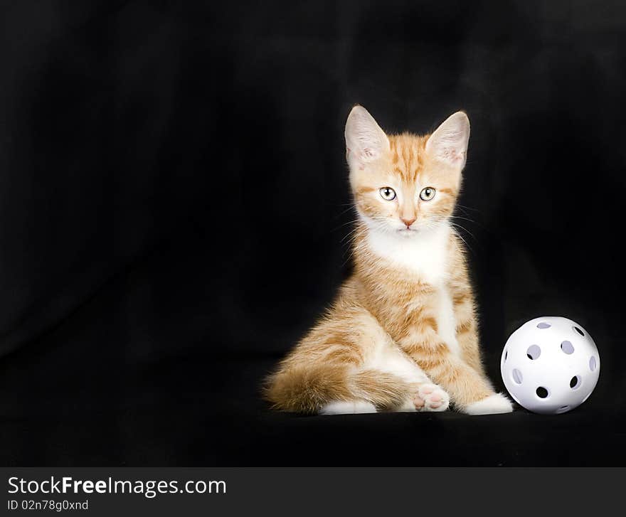 Cute ginger and white kitten