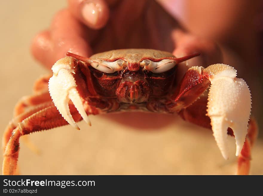 Portret of Live Crab in human hand.