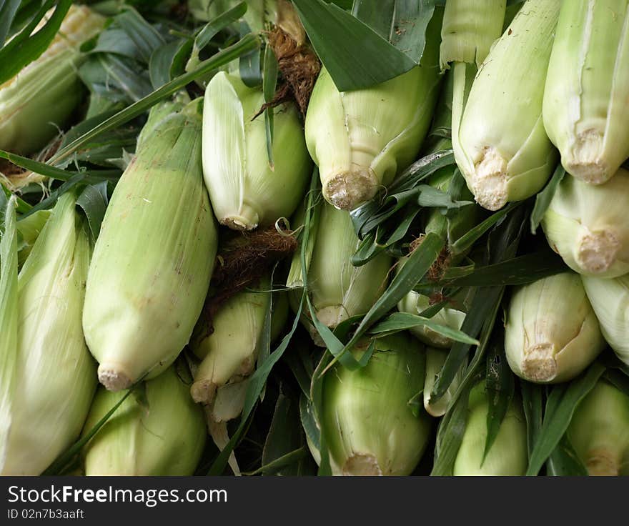 Corn for sale at the market. Shown upclose. Corn for sale at the market. Shown upclose.