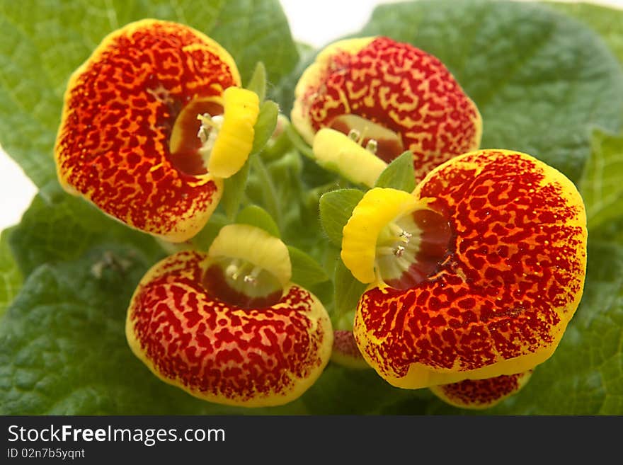 Calceolaria