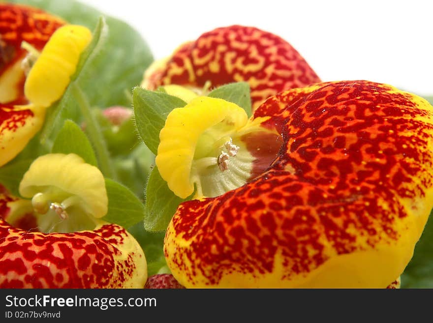 Calceolaria