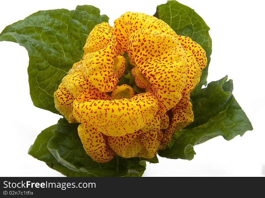 Calceolaria