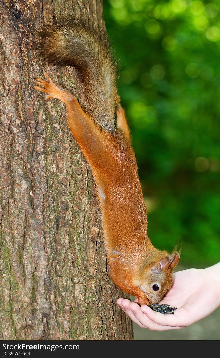 Squirrel eating from hands