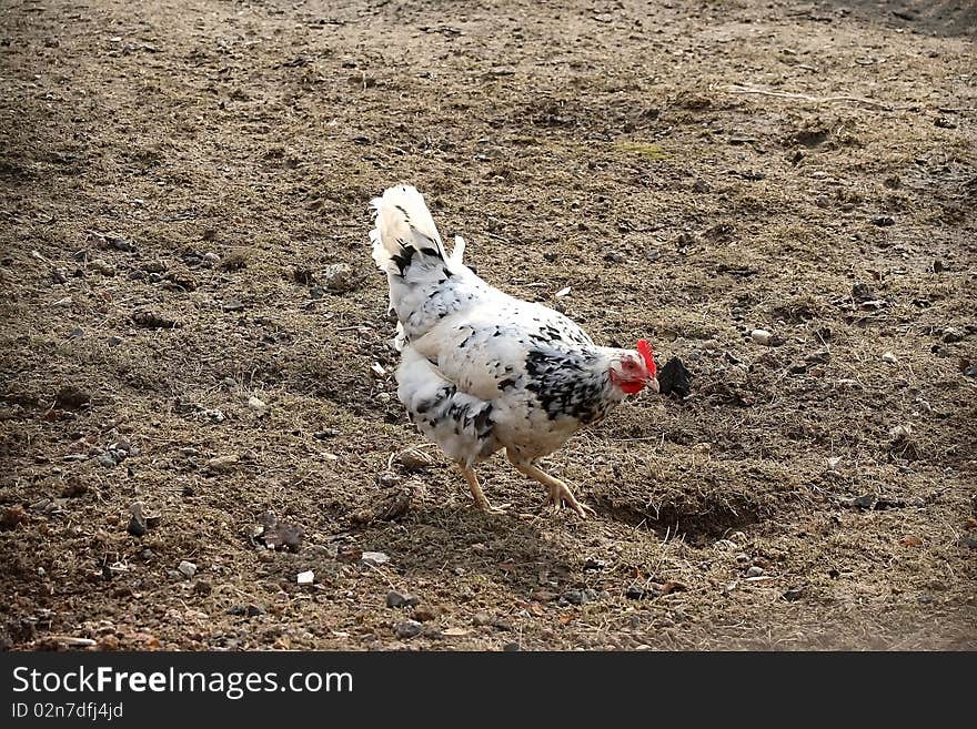 Hen walking on the outdoor