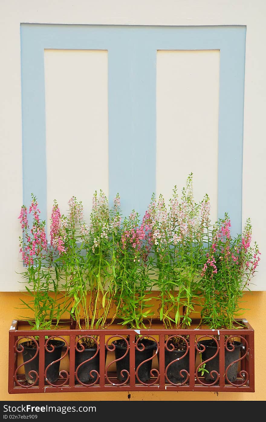 Pink flowers in box window