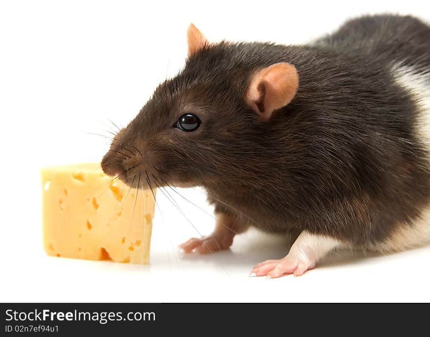 Home rat with the cheese